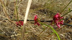 Adenia densiflora image