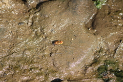 Eristalinus