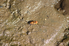 Eristalinus