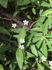 Moehringia