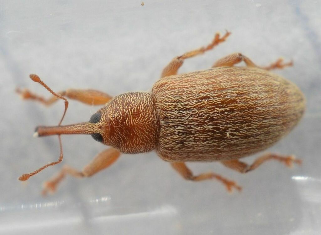 Dorytomus villosulus