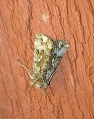 Autographa corusca