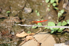 Orthetrum testaceum