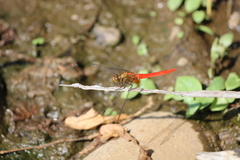 Orthetrum testaceum