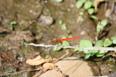 Orthetrum testaceum