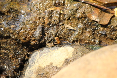 Eristalinus