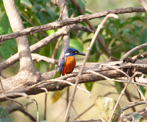Shining-blue Kingfisher (Alcedo quadribrachys), photo 7