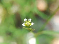 Euphorbia montereyana