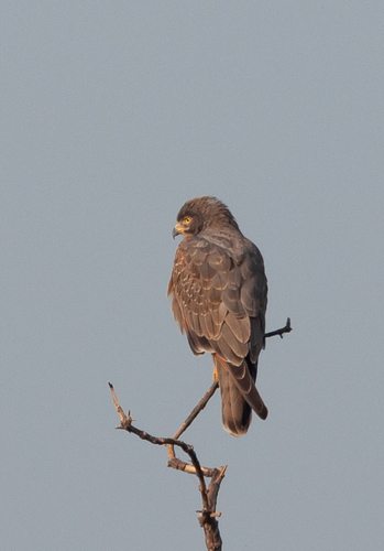 Grasshopper Buzzard (Butastur rufipennis), photo 9