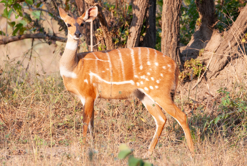 Northern Bushbuck (Tragelaphus scriptus)