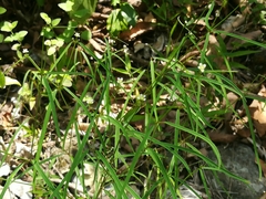 Euphorbia montereyana