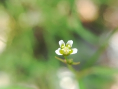 Euphorbia montereyana