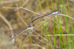 Argia hinei