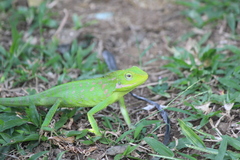 Bronchocela jubata
