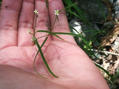 Euphorbia montereyana