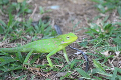 Bronchocela jubata