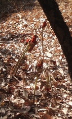 Arum palaestinum
