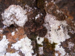 Syntrichia montana