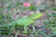 Bronchocela jubata