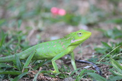 Bronchocela jubata