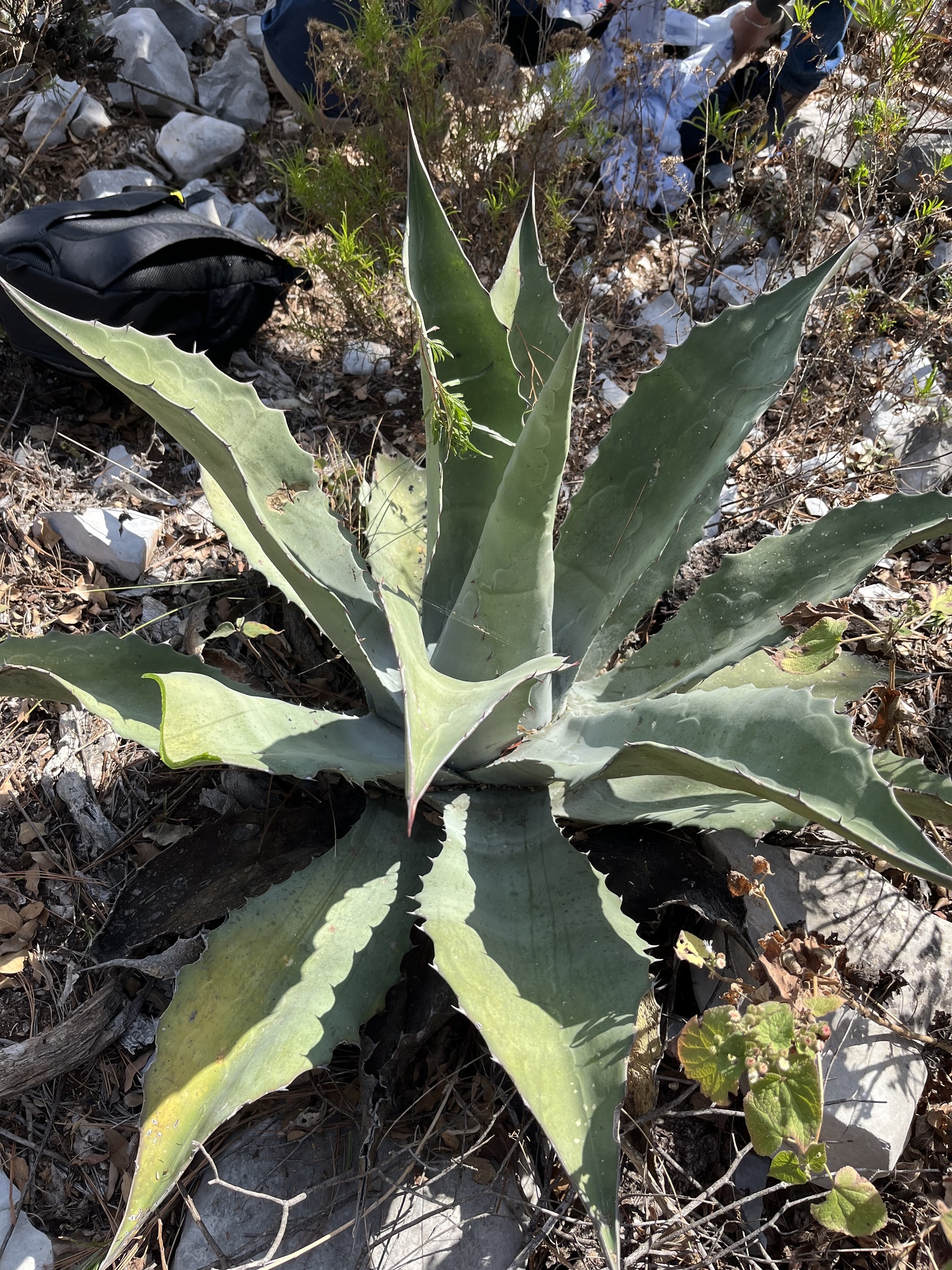 Imagem de Agave-brava