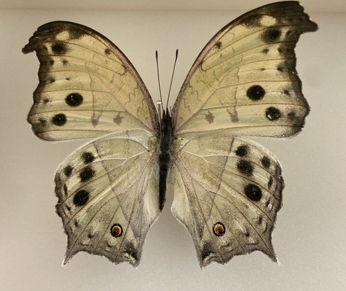 Common Mother-of-Pearl