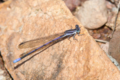 Argia hinei