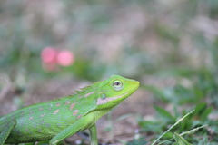 Bronchocela jubata