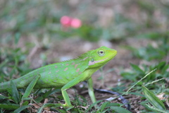 Bronchocela jubata