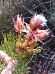 Serruria rosea