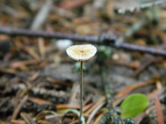 Crinipellis piceae