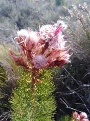 Serruria rosea