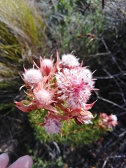 Serruria rosea