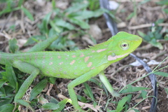 Bronchocela jubata