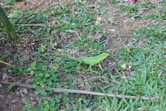 Bronchocela jubata