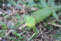 Bronchocela jubata