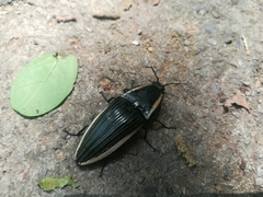 Chalcolepidius lafargi