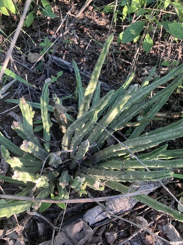 Ceropegia longipedicellata
