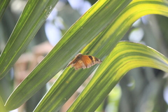 Doleschallia bisaltide