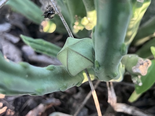 Ceropegia longipedicellata