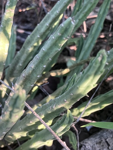 Ceropegia longipedicellata
