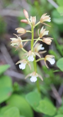 Oreorchis patens