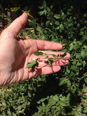 Magnoliopsida