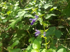 Salvia caudata