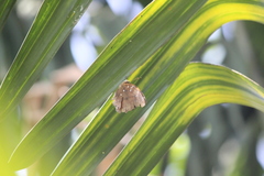 Doleschallia bisaltide