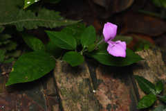 Dicliptera tinctoria