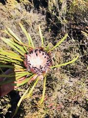 Protea pudens
