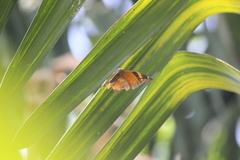 Doleschallia bisaltide