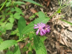 Vernonia greggii