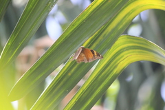 Doleschallia bisaltide